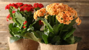 Kalanchoe Plant Care Basics Every Serious Gardener Needs: