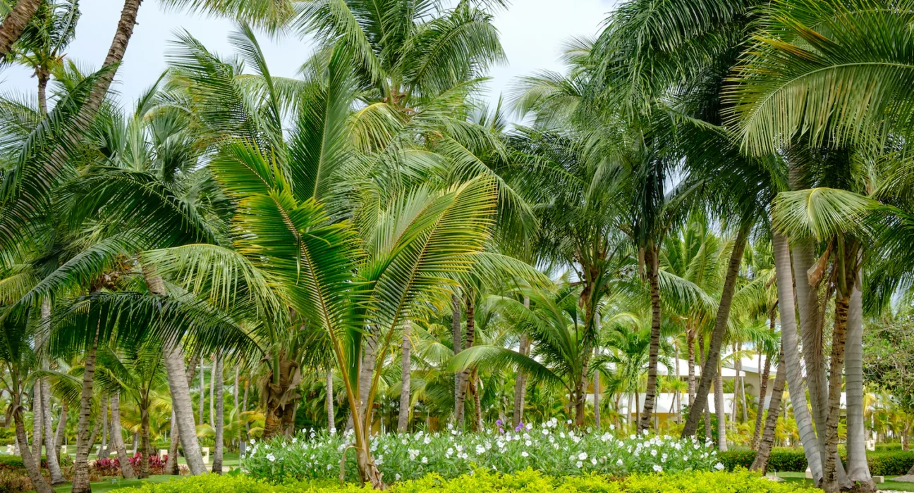 Windmill Palm Planting Guide- Grow Healthy and Beautiful Trees!