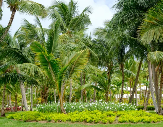 Windmill Palm Planting Guide- Grow Healthy and Beautiful Trees!