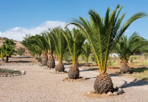 Windmill Palm Planting Complete Site Selection and Soil Preparation Guide: