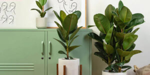 What Are Indoor Houseplants?