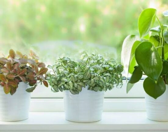 9 Powerful Plants That Purify Indoor Air Naturally!