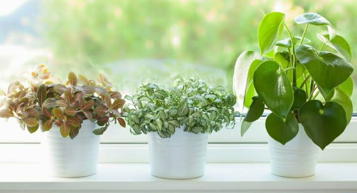 9 Powerful Plants That Purify Indoor Air Naturally!