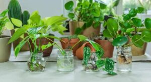 Why This Plant Is Popular