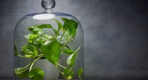 What Is “Plants That Purify Indoor Air”?