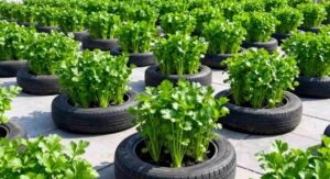 Step-by-Step Growing Guide