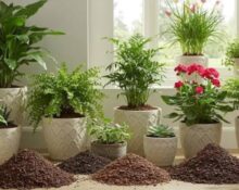 7 Powerful Potting Mix for Indoor Plants Secrets for Healthier Growth