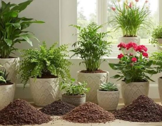 7 Powerful Potting Mix for Indoor Plants Secrets for Healthier Growth