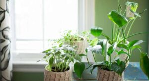 What Are Indoor Plants?