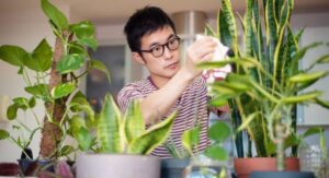 Benefits of Growing Indoor Plants