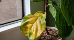 Benefits of Growing Indoor Plants