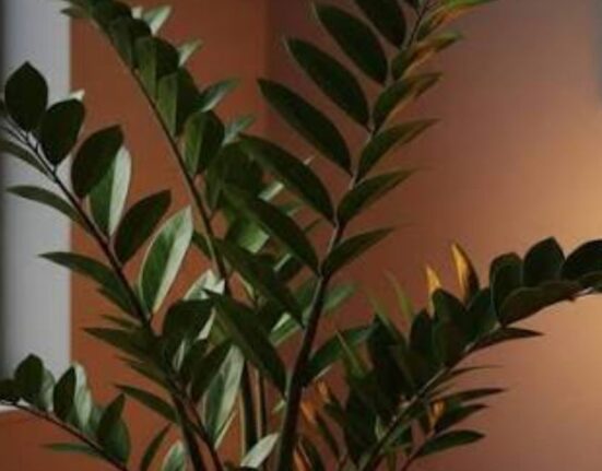 10 Best Indoor Plants Low Light Spaces Will Love!
