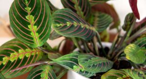 Why is Indoor Plants Low Light Important?