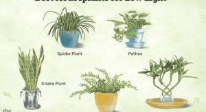 Best Soil Mix for Low-Light Indoor Plants