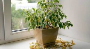 Common Problems, Diseases & Pests 