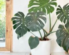10 Indoor Cheese Plant Care Tips for Healthy Growth!