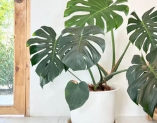 10 Indoor Cheese Plant Care Tips for Healthy Growth!