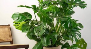 What Is an Indoor Cheese Plant?