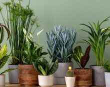 10 Best Indoor Plants Near Me in America for Everyone in 2026!