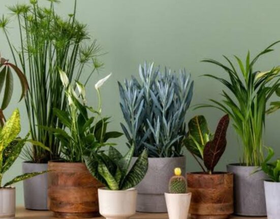 10 Best Indoor Plants Near Me in America for Everyone in 2026!