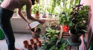 Overview of Indoor Plants Near Me