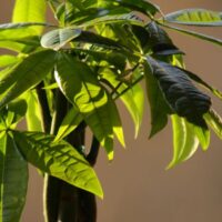 Good Luck Plant 7 Care Secrets That Actually Keep It Alive!