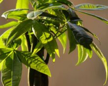 Good Luck Plant 7 Care Secrets That Actually Keep It Alive!