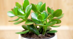 What Is a Good Luck Plant, Exactly?