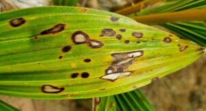Common Problems, Diseases, and Pests