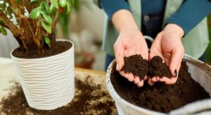What Is Potting Mix for Indoor Plants?
