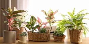 Different Types of Easy Indoor Plants