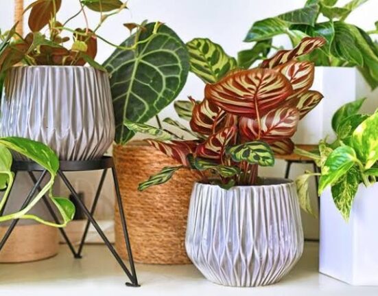 7 Powerful Reasons Your Indoor House Plants Keep Dying!