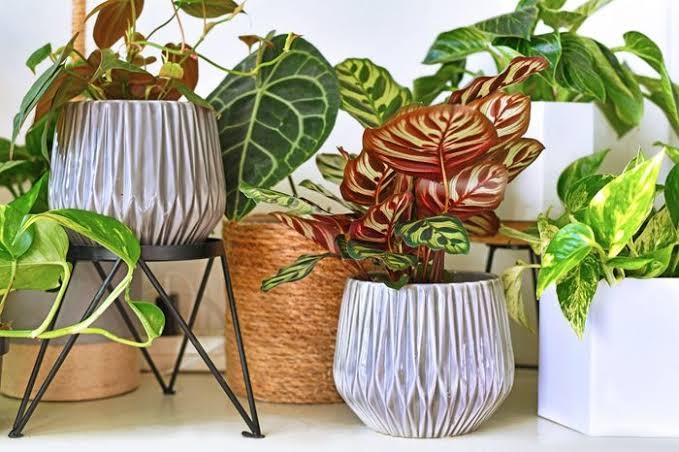 7 Powerful Reasons Your Indoor House Plants Keep Dying!