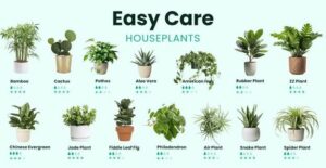 What Are Easy Indoor Plants?