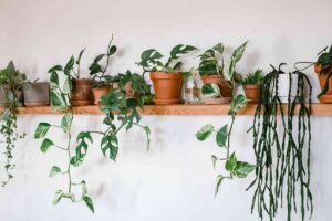 Best Types or Varieties Indoor Houseplants?