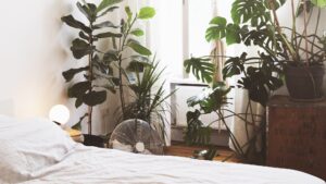 Why Add Plants to Your Bedroom?