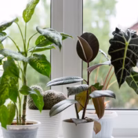 7 Best Indoor Plants for Home – Easy & Beautiful Picks for Every Room!
