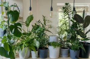 Quick Answer: What Are the Best Indoor Plants for Home?