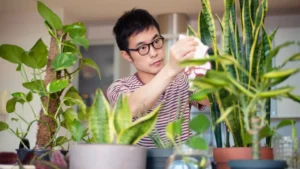 7-Step Indoor Plants Care Guide-for Healthy Houseplants!