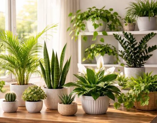 Indoor Plants for Beginners - 10 Easy Picks & Care Tips!