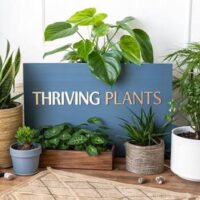 7-Step Indoor Plants Care Guide for Healthy Houseplants