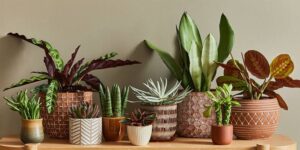 How to Choose Indoor Plants for Beginners
