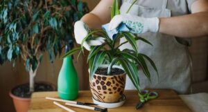7-Step Indoor Plants Care Guide for Healthy Houseplants